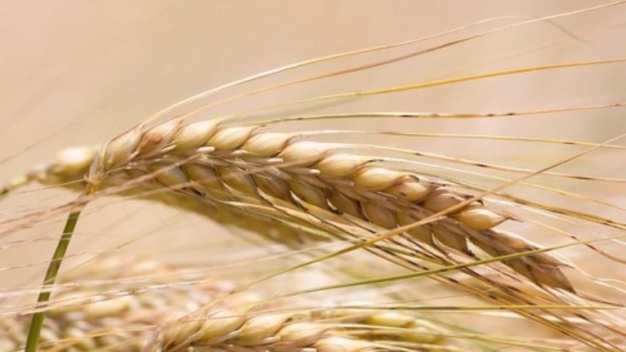 Maroc : Les achats d&rsquo;orge en provenance de l&rsquo;UE sont en hausse de 402%