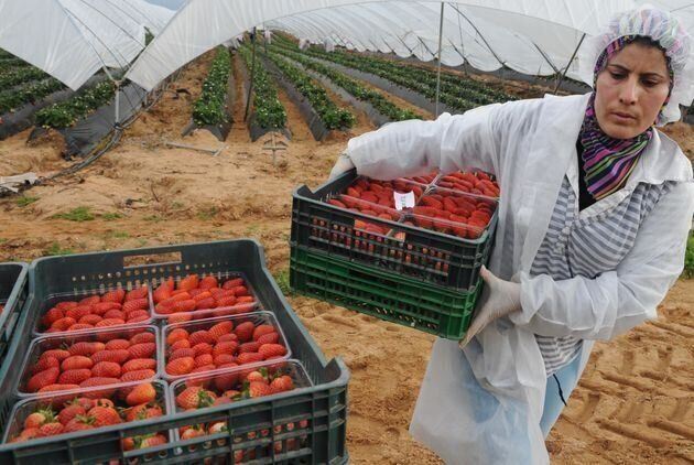 Des associations féministes s’inquiètent face aux conditions des saisonnières marocaines