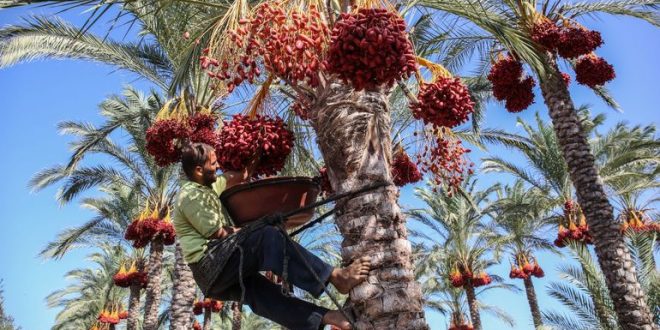 Une chercheuse marocaine récompensée à Abu Dhabi pour le palmier dattier et l'innovation agricole