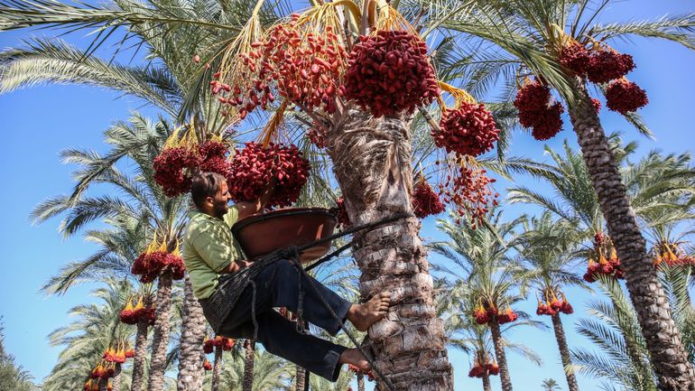 Une chercheuse marocaine récompensée à Abu Dhabi pour le palmier dattier et l&rsquo;innovation agricole