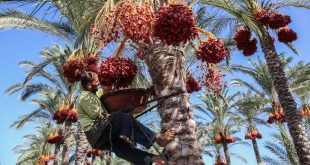 Drâa-Tafilalet : extension de 8.000 Ha de la superficie du palmier dattier