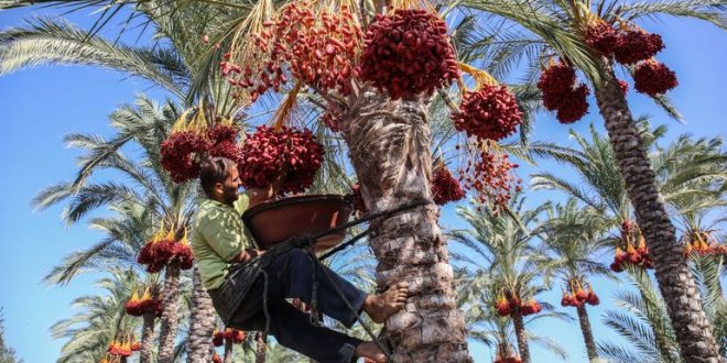 Tunisie : Le Covid-19 met en difficultés la filière des dattes
