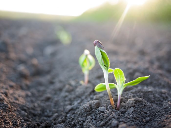 Biostimulants: Partenariat signé entre InVivo et Valagro