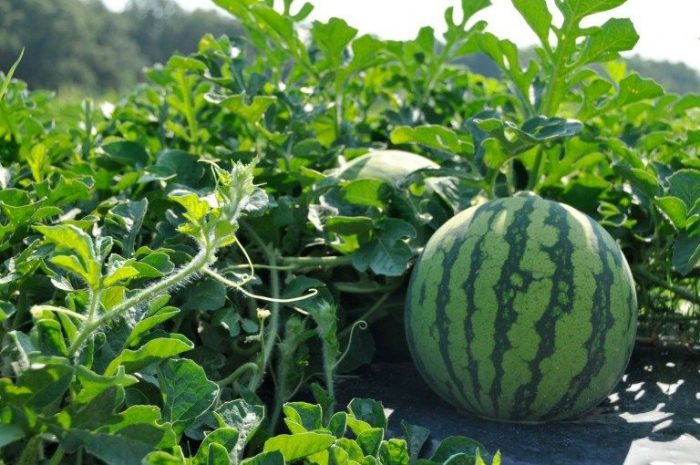 Zagora : les ravages de la grêle inquiètent les agriculteurs