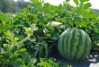 ONSSA : la pastèque marocaine n'est pas cultivée avec des semences OGM
