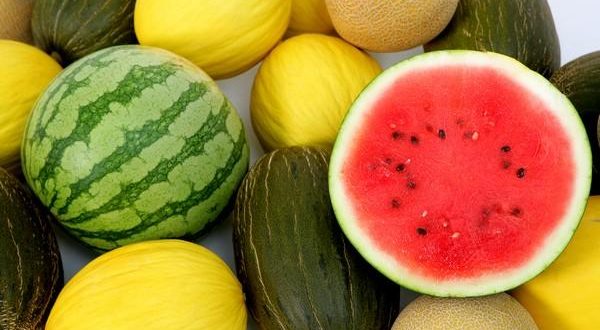 Le temps frais en Europe a réduit la demande pastèques et de melons