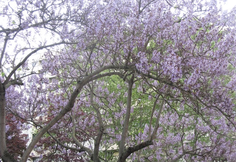 Projet de plantation de Paulownia au Maroc