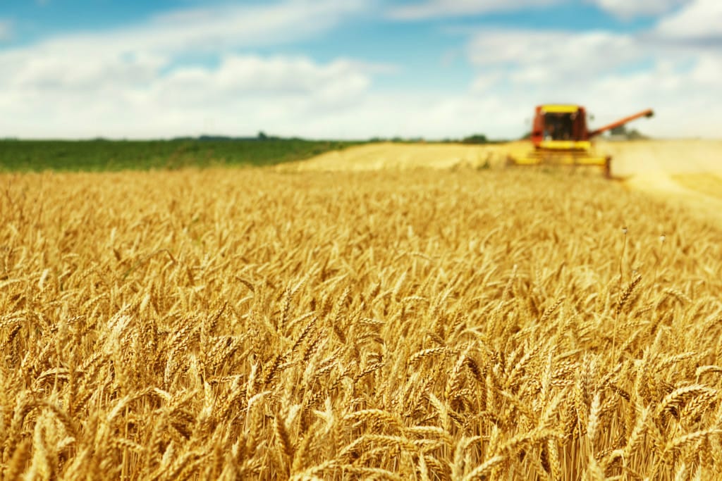 Les pays du Golfe investissent dans l’agriculture au Maroc