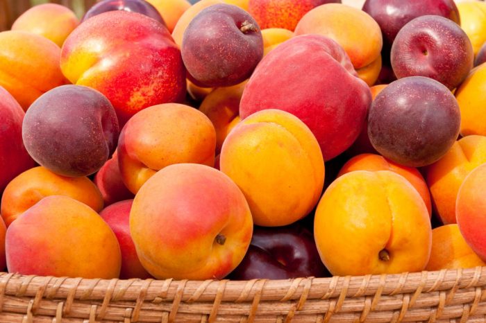 Pêches et nectarines : Quel potentiel pour la filière ?