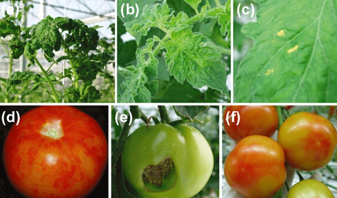 Tomates : la Nouvelle-Zélande suspend ses exportations en raison du PepMV