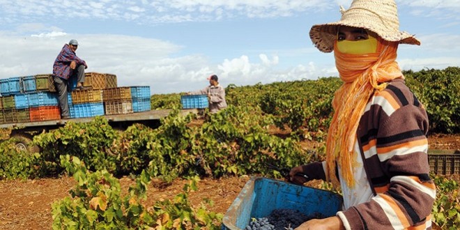 Classe rurale: Le Maroc oeuvre pour l'émergence de la classe moyenne rurale via l'activité agricole