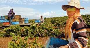 Emplois: Le secteur agricole marocain recèle 146.000 pertes d'emplois