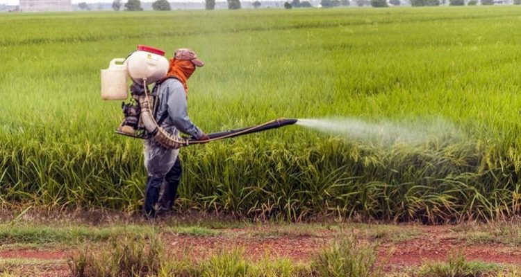 Fongicides systémiques vs fongicides de contact : quels impacts réels sur l’efficacité, les résistances et les résidus ?