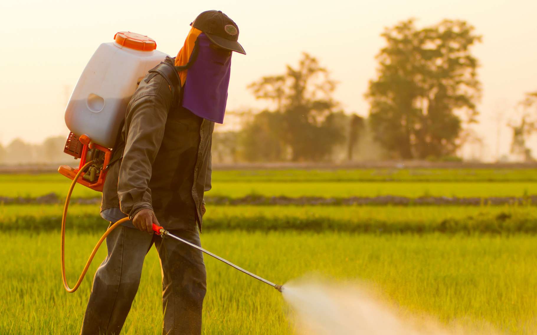 Pesticides agricoles : L’ONSSA prévoit une loi pour renforcer la sécurité alimentaire