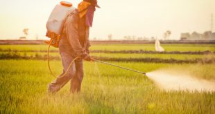 L-ONSSA-réexamine-les-autorisations-des-pesticides-à-usage-agricole-à-base-de-Chlorpyriphos