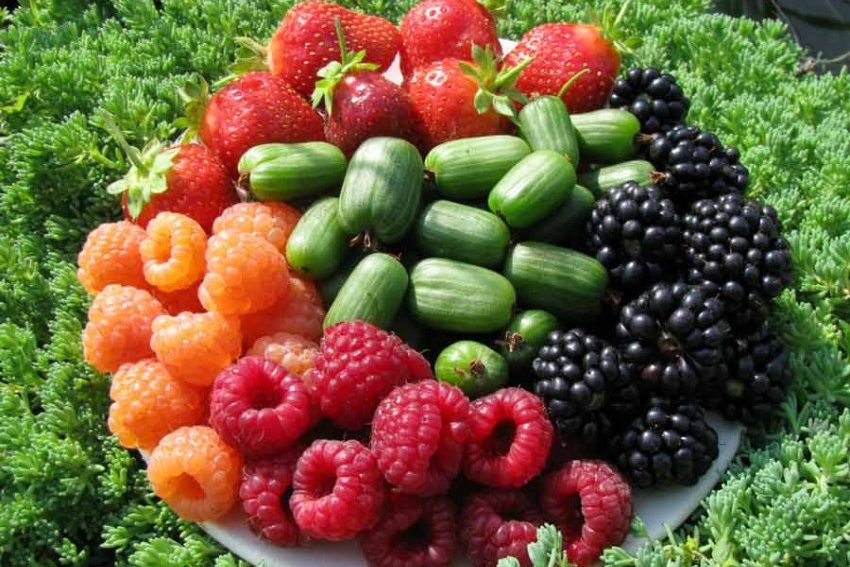 La production de petits fruits a augmenté de 35% en Russie