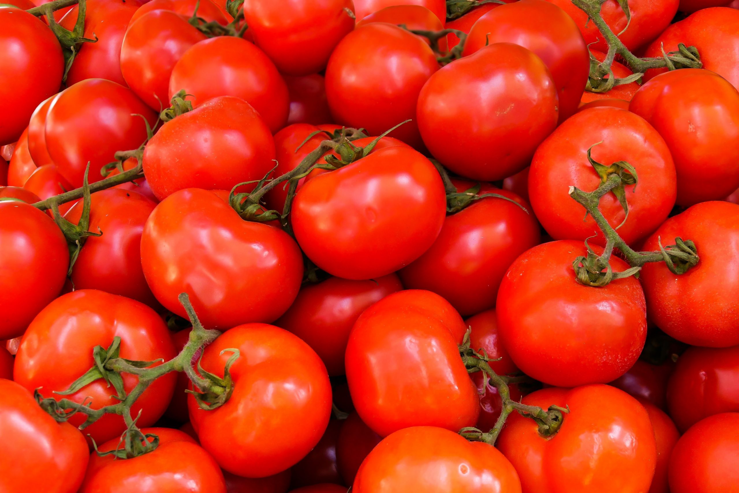 Urgent! APEFEL: les producteurs de tomate crient leur ras-le-bol