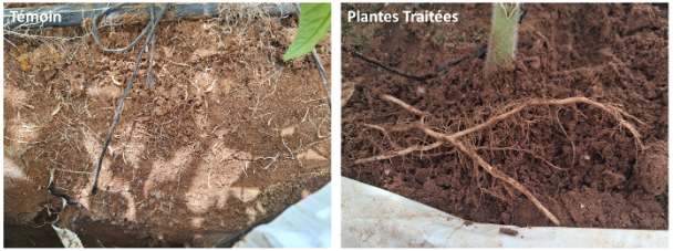 Alltech Maroc : Préparer son sol, c’est déjà garantir sa récolte !