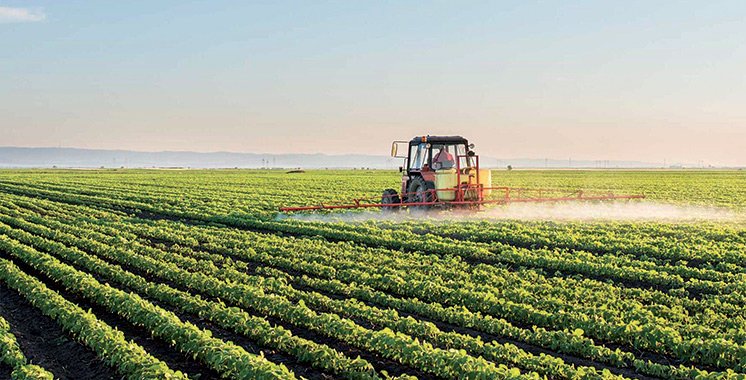Hors céréales et légumineuses, une bonne campagne agricole attend le Maroc