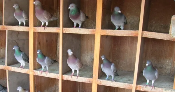 L&rsquo;élevage du pigeon voyageur au Maroc