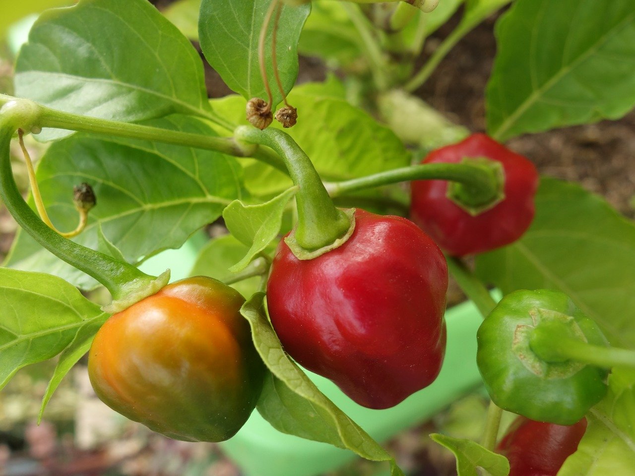 ToBRFV : Une étude menée sur les variétés de piment les plus résistantes