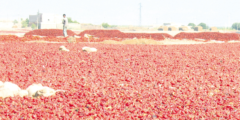 مقال تقني لزراعة الفلفل الأحمر (النيورا niora) في المغرب