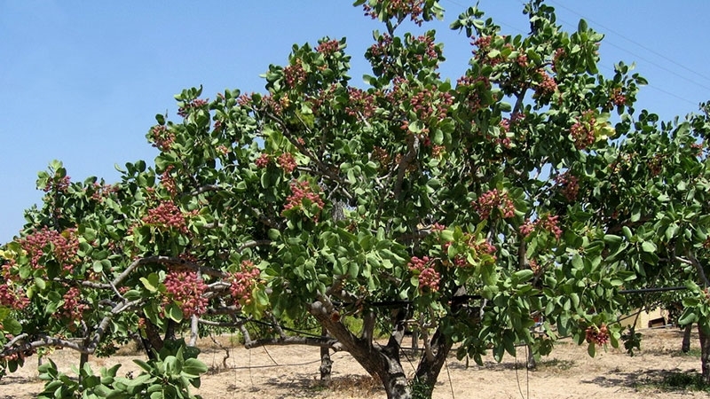 Tout ce qu'il faut savoir sur le pistachier en 2022 – AgriMaroc.ma