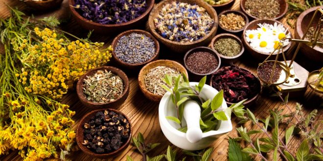 Plantes aromatiques et médicinales : Mise en place d'une unité de valorisation à Ouezzane
