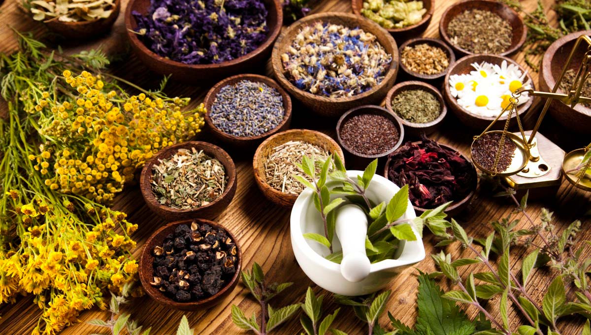 La filière des plantes aromatiques et médicinales au Maroc