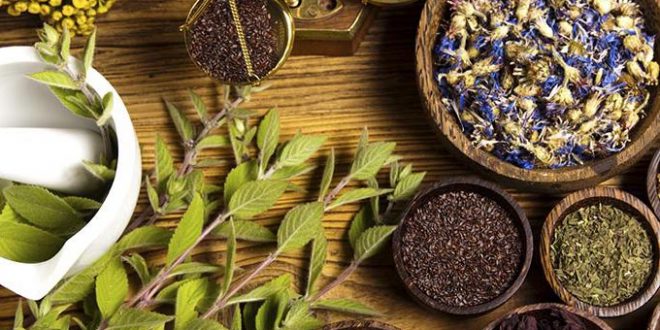 Les plantes aromatiques et médicinales : Une filière en pleine expansion au Maroc