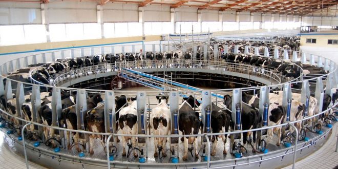 plus grande ferme laitière du monde