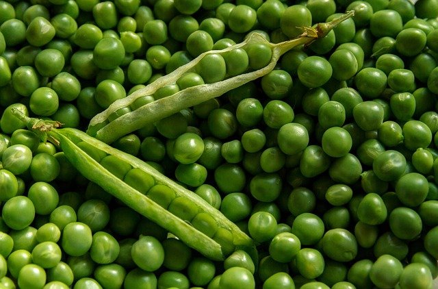 En Russie, l&rsquo;industrie du pois se développe