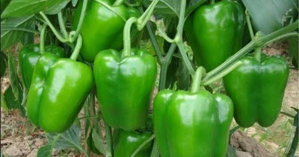 Poivrons Espagne augmente la culture des variétés résistantes oïdium
