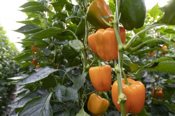 Poivrons: Le système d&rsquo;évaporation verticale augmente la productivité des cultures en serre