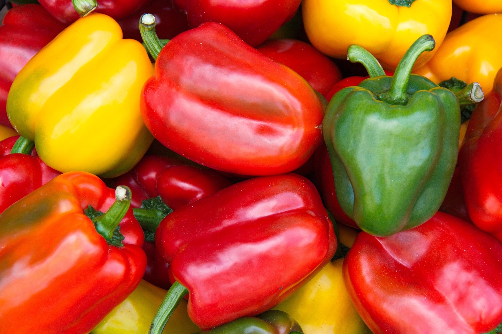 Le Maroc fournit près de 44 millions de kilos de poivrons à la France