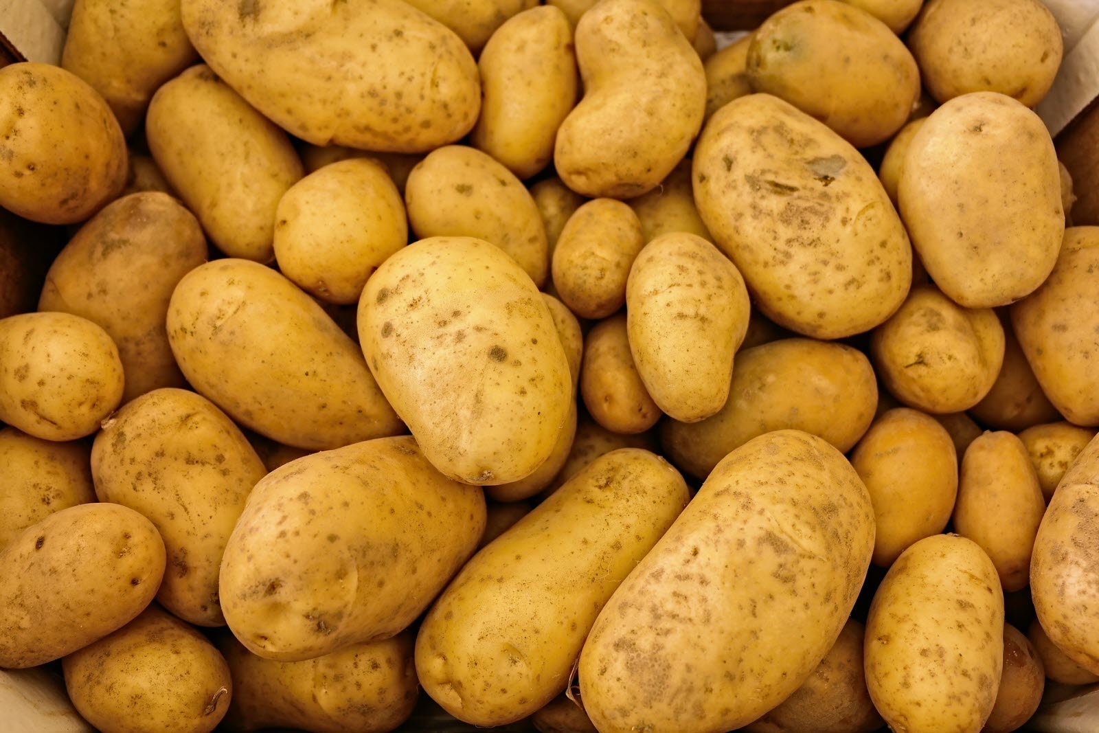 La production de pommes de terre fraîches chinoises stagne