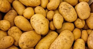 Diminution record du prix des pommes de terre au Maroc