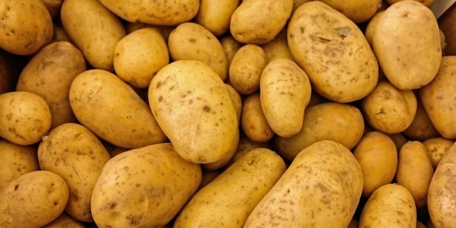 Égypte : Le Covid-19 fait chuter les exportations de pommes de terre