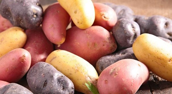 Le Covid-19 affecte les exportations de pommes de terre en France