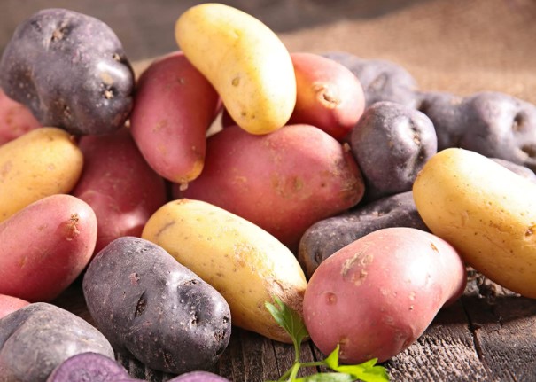 Le Covid-19 affecte les exportations de pommes de terre en France
