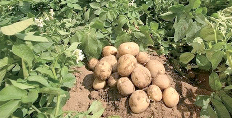 Cultures maraîchères : L&rsquo;OCP dresse un bilan satisfaisant pour Al Moutmir