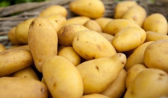 Pommes de terre : La variété Nicola marocaine à l'affut de l'Europe