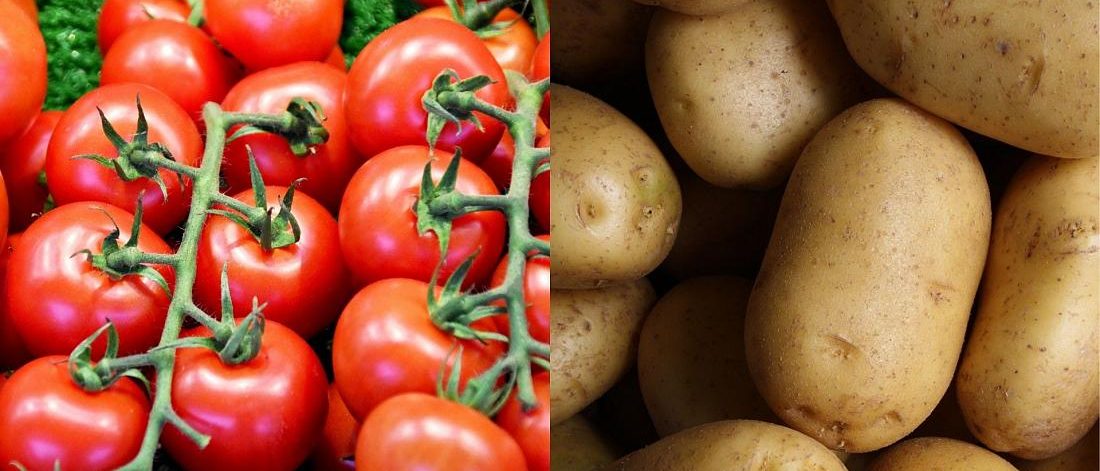 Un hybride entre la tomate et la pomme de terre bientôt dans nos assiettes ?