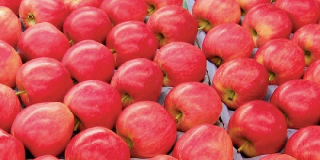 Ukraine étend ses exportations de pommes en Afrique