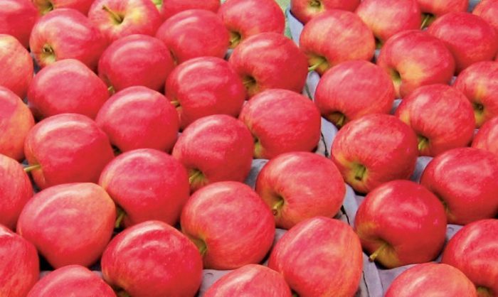 L&rsquo;Ukraine étend ses exportations de pommes en Afrique