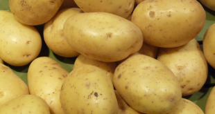 Les pommes de terre américaines s'exportent difficilement