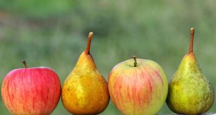 Les pommes et poires belges séduisent de plus en plus les Marocains