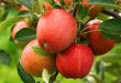 La production de pommes est sous la menace du changement climatique