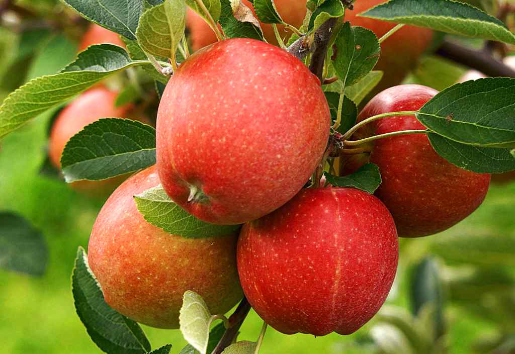 Midelt : Le salon de la pomme annulé à cause du Covid-19