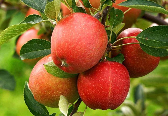 Maroc : plantation de 32.000 ha d&rsquo;arbres fruitiers pour la conservation de la biodiversité